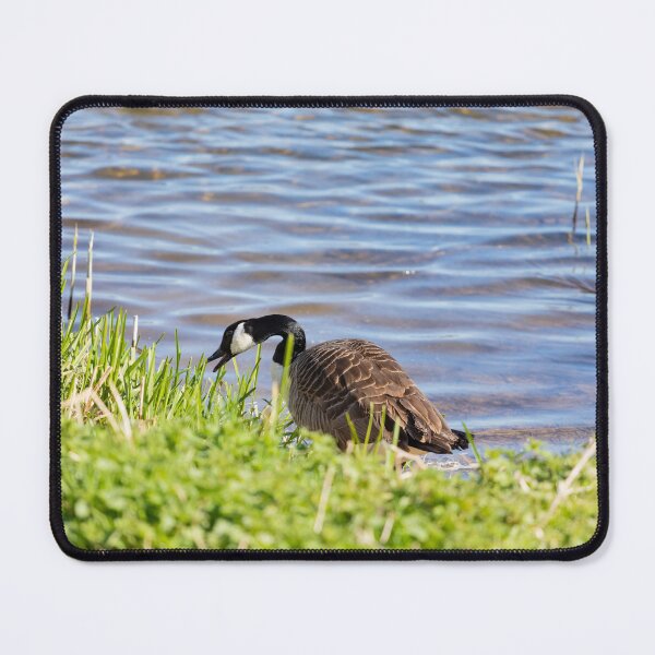 Item preview, A Canada Goose designed and sold by Tanya C Smith.