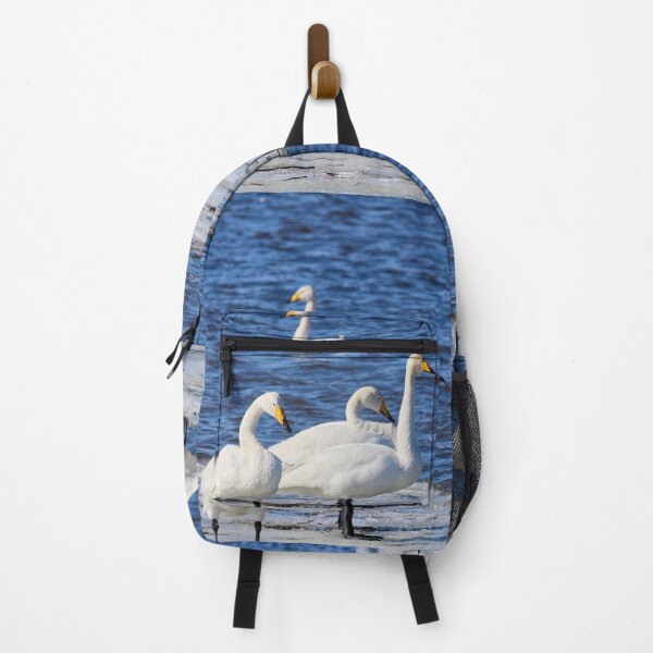 Item preview, Enjoying the sun. Whooper swan designed and sold by Jouko Lehto Photography.