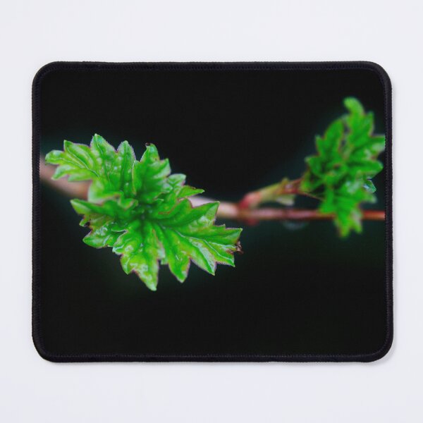 Item preview, Green leaves on spring branch designed and sold by olena2552.