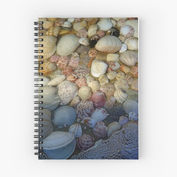 Item preview, Sea shell collection from Sanibel Island, Florida designed and sold by CommandoCrane.