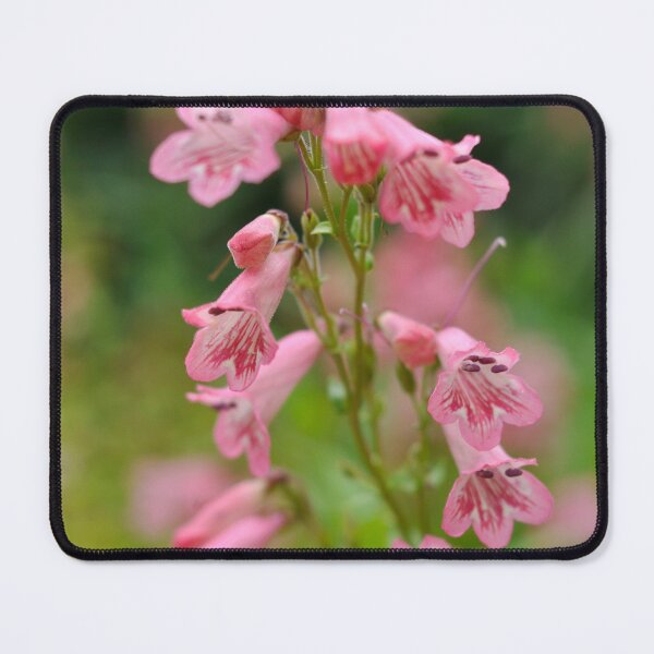 Item preview, Pink Beauty designed and sold by lisadw.