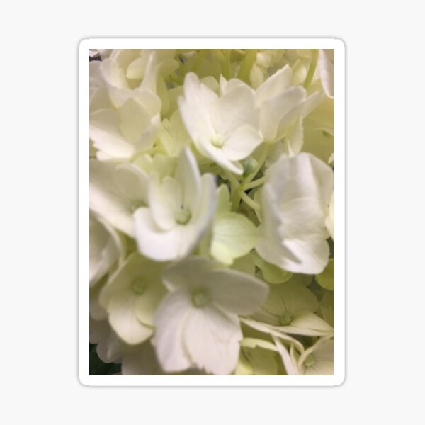 Item preview, White Hydrangea 2 designed and sold by KimSyOk.