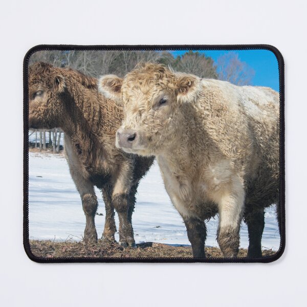Item preview, Vermont Cows designed and sold by JacobPMcE.