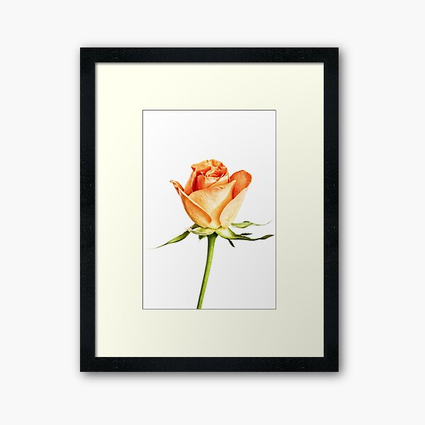 Orange Rose Framed Art Print