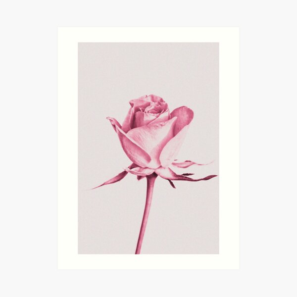 Rose Art Print