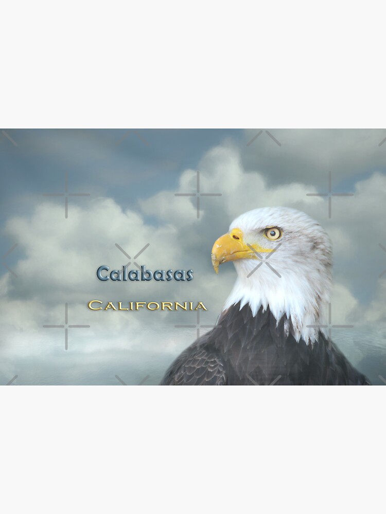 Águila calva Calabasas CA Pegatina