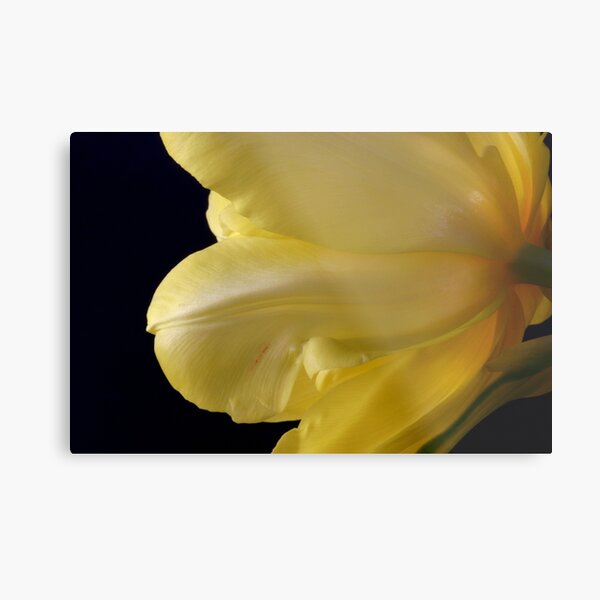 Yellow Hello 4 Springtime Metallbild