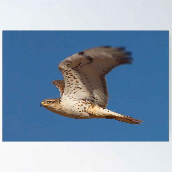 Item preview, Ferruginous Hawk designed and sold by Marvin Collins.