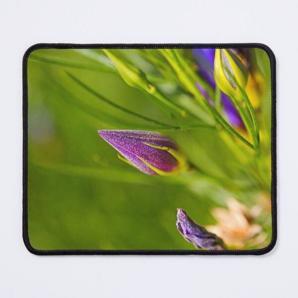 Item preview, Australian Hibiscus Flower Bud designed and sold by Joy Watson - Natural Light Photography .