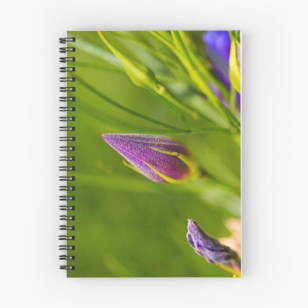 Item preview, Australian Hibiscus Flower Bud designed and sold by Joy Watson - Natural Light Photography .