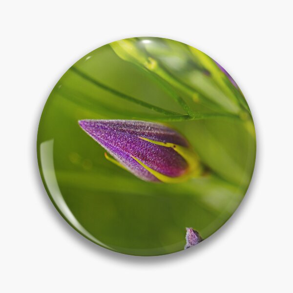 Item preview, Australian Hibiscus Flower Bud designed and sold by Joy Watson - Natural Light Photography .