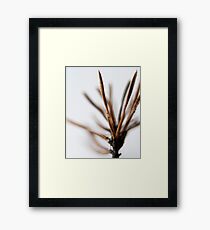 Conifer Framed Print