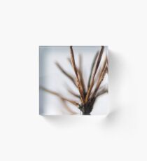 Conifer Acrylic Block