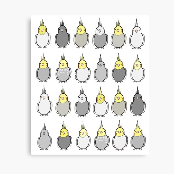 Flock of Cockatiels Canvas Print