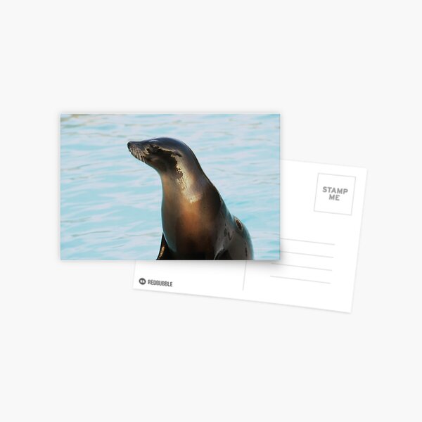 Sealion Postcard