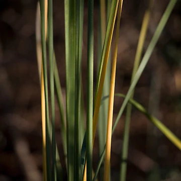 Artwork thumbnail, Vertical by RollemFloyd