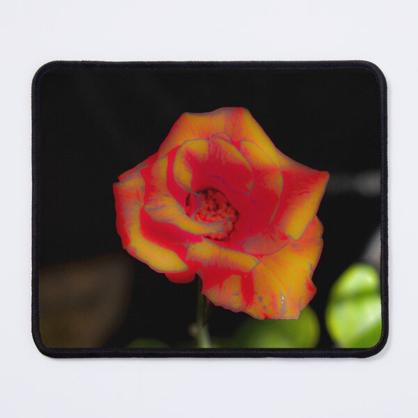 Item preview, Red yellow rose blossom designed and sold by kall3bu.