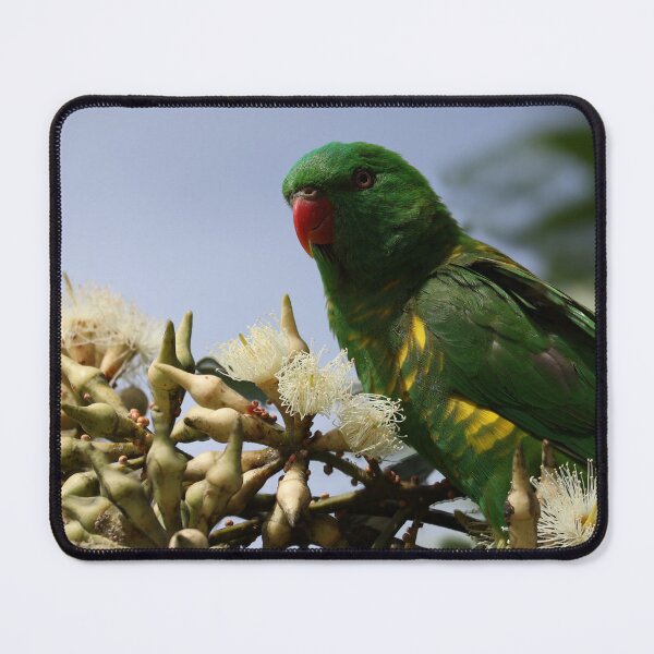Item preview, Scaly-breasted lorikeet on eucalyptus flowers designed and sold by Guilded Reflections.