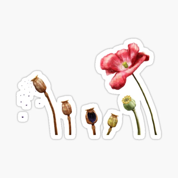 Poppy flower cycle Sticker