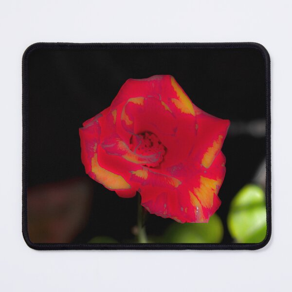 Item preview, Blur red rose blossom with yellow parts designed and sold by kall3bu.
