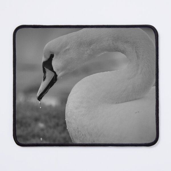 Item preview, Swan Photography IOW designed and sold by Bethany Edgington.