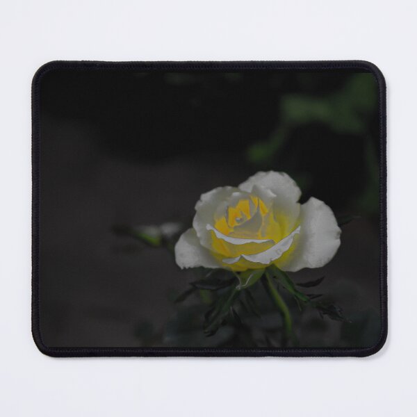 Item preview, White rose blossom with bright yellow center on dark green black background designed and sold by kall3bu.