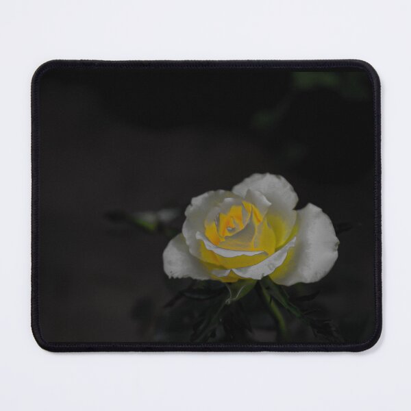 Item preview, White rose blossom with bright yellow center on black background designed and sold by kall3bu.