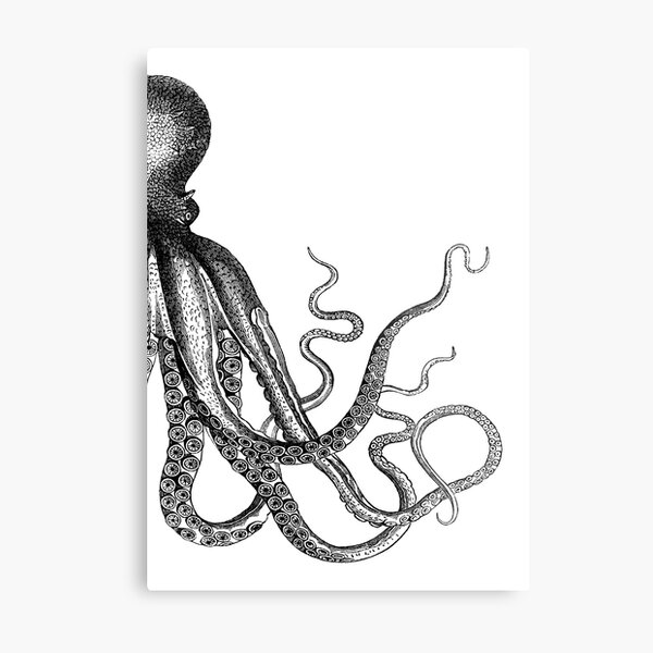 Half Octopus | Right Side | Vintage Octopus | Tentacles | Sea Creatures | Nautical | Ocean | Sea | Beach | Diptych | Black and White | Metal Print
