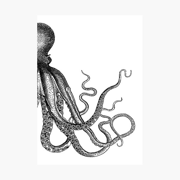 Half Octopus | Right Side | Vintage Octopus | Tentacles | Sea Creatures | Nautical | Ocean | Sea | Beach | Diptych | Black and White | Photographic Print