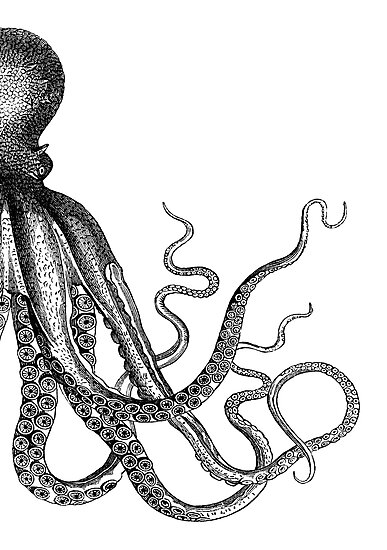 Lámina fotográfica «Medio pulpo | Lado derecho | Pulpo de la vendimia