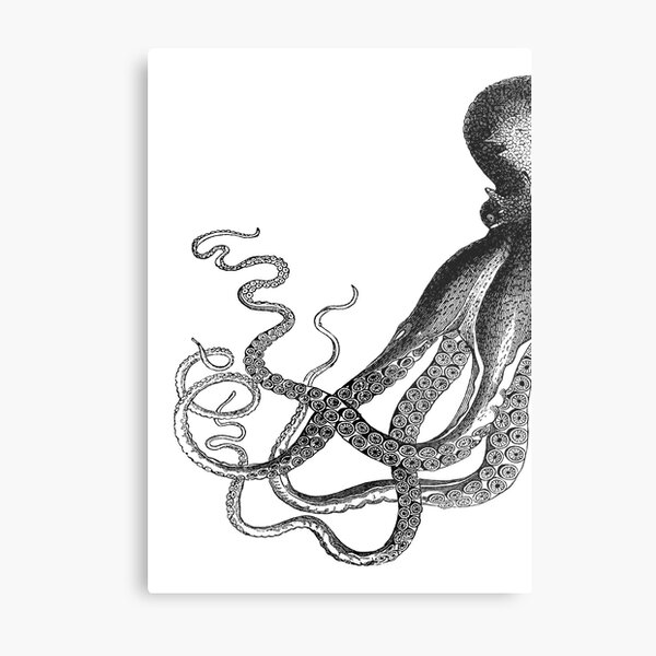Half Octopus | Left Side | Vintage Octopus | Tentacles | Sea Creatures | Nautical | Ocean | Sea | Beach | Diptych | Black and White | Metal Print