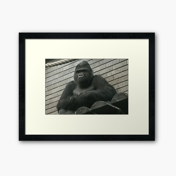 West Lowland Silverback Gorilla Framed Art Print