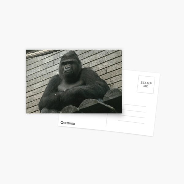 West Lowland Silverback Gorilla Postcard