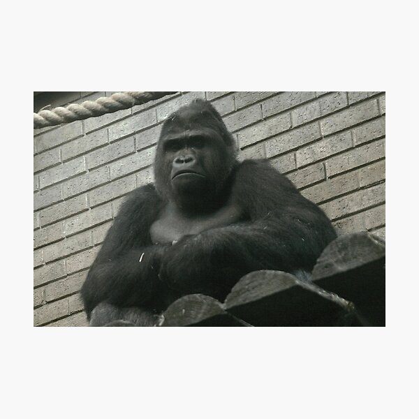 West Lowland Silverback Gorilla Photographic Print