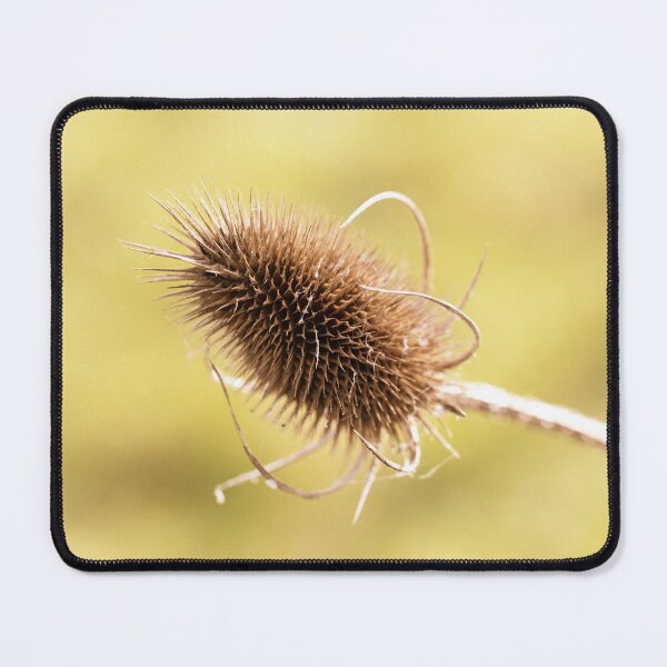 Item preview, Teasel Seed Head designed and sold by Tanya C  Smith.