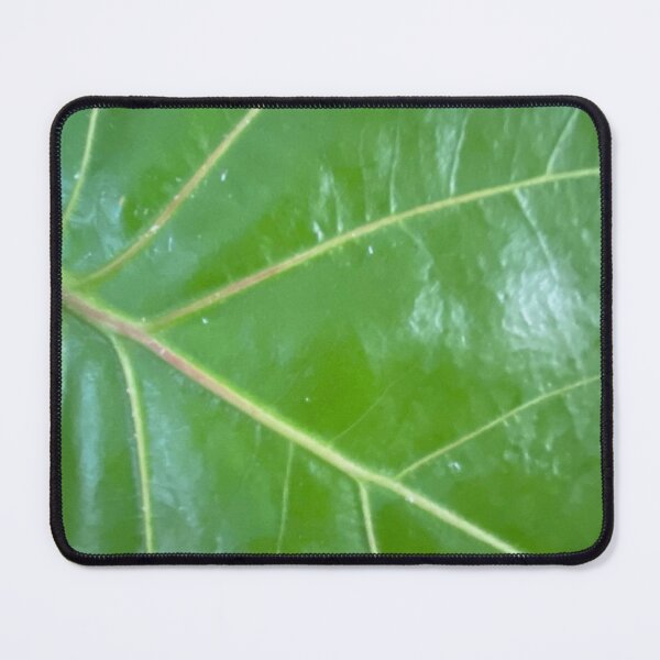 Item preview, Green Plant, Fiddle Leaf Fig designed and sold by LifeSpice.