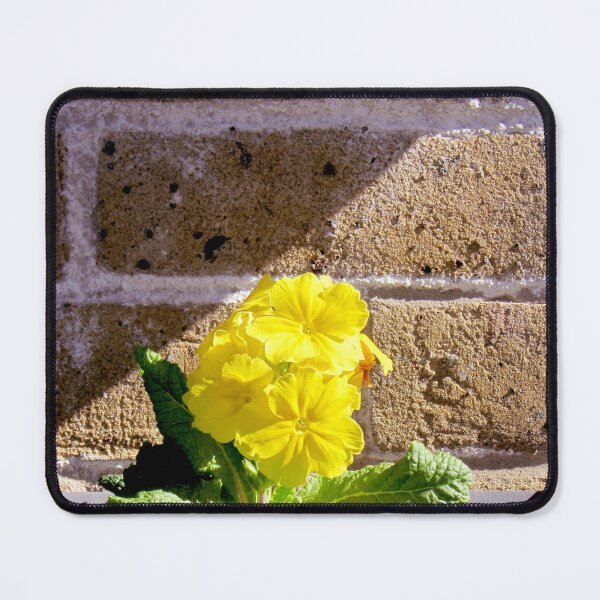 Item preview, Yellow primula photograph designed and sold by Natimo-Studio.