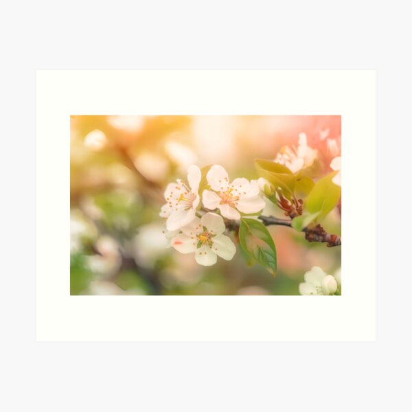 Pear blossoms -2 Art Print