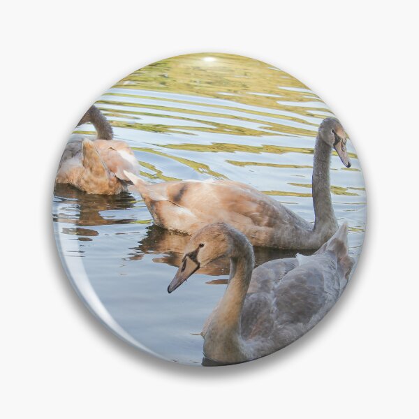 Item preview, Swans in the Pond Mount Stewart Northern Ireland National Trust designed and sold by eddiebarronshop.