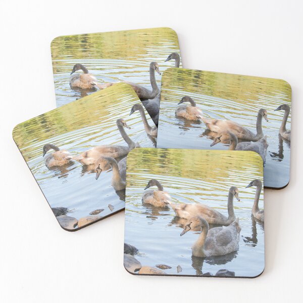 Item preview, Swans in the Pond Mount Stewart Northern Ireland National Trust designed and sold by eddiebarronshop.