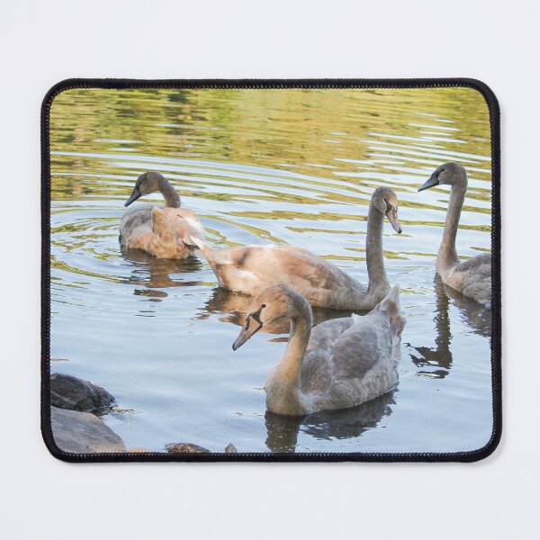 Item preview, Swans in the Pond Mount Stewart Northern Ireland National Trust designed and sold by eddiebarronshop.