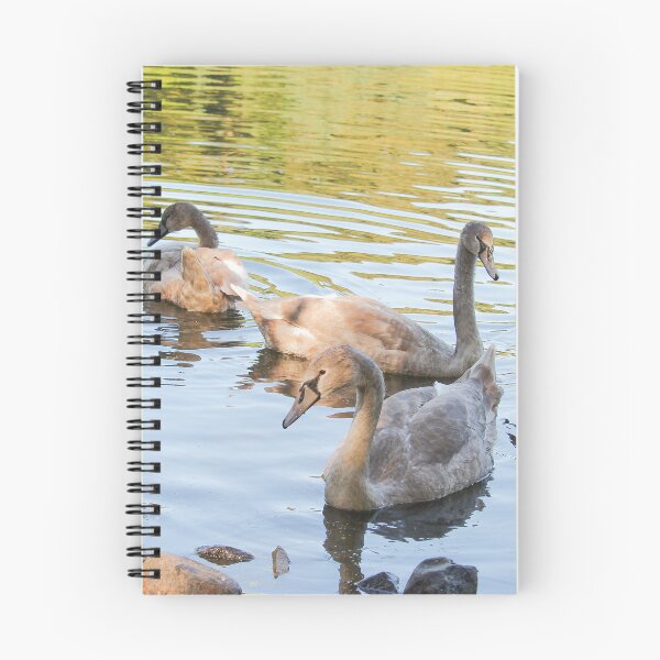 Item preview, Swans in the Pond Mount Stewart Northern Ireland National Trust designed and sold by eddiebarronshop.