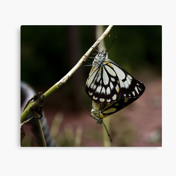 Butterfly Love Canvas Print