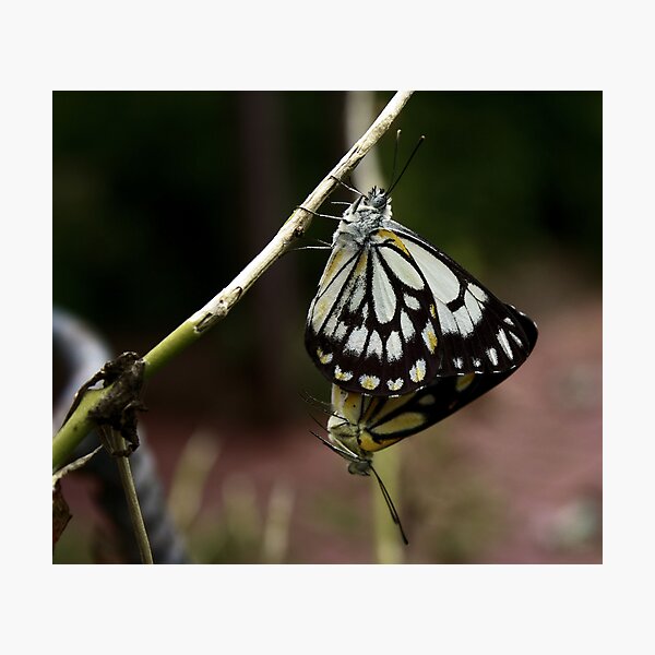 Butterfly Love Photographic Print