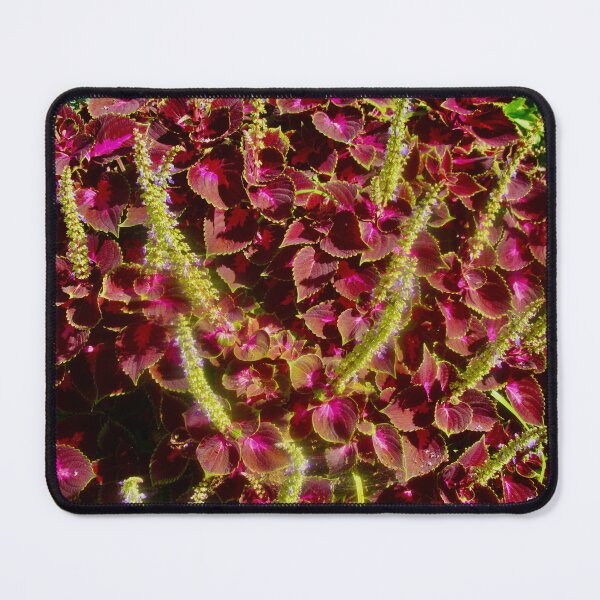 Item preview, Coleus designed and sold by Shulie1.