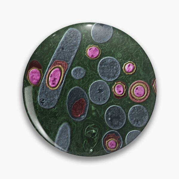 Item preview, Anthrax bacteria, Bacillus anthracis, TEM designed and sold by ScienceSource.