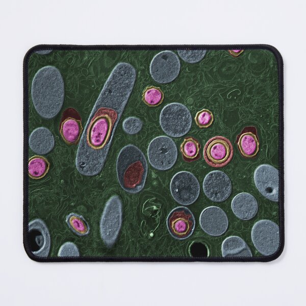 Item preview, Anthrax bacteria, Bacillus anthracis, TEM designed and sold by ScienceSource.