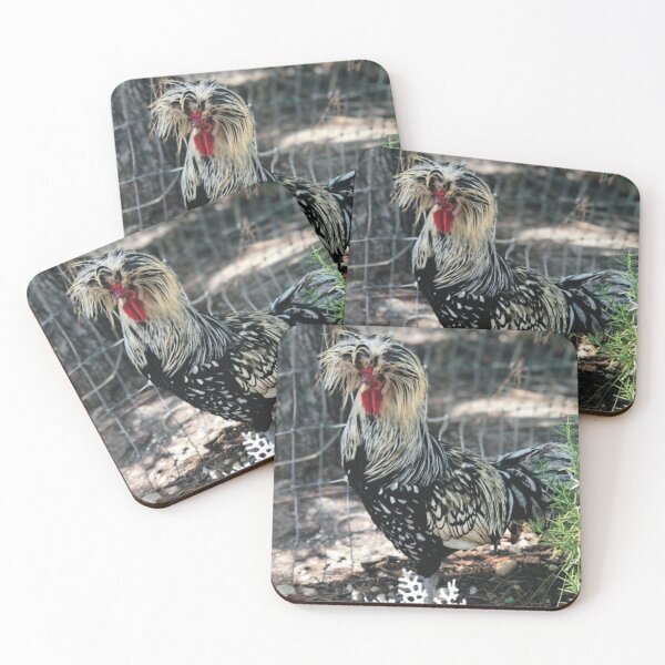 Item preview, Silver laced, Polish rooster, photography, April 2018, crested rooster, fancy rooster, Dusty Miller, Rosemary designed and sold by Whateverboss.