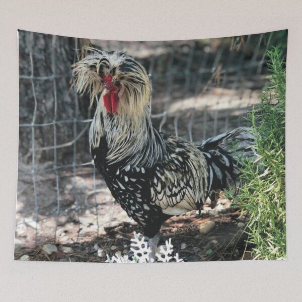 Item preview, Silver laced, Polish rooster, photography, April 2018, crested rooster, fancy rooster, Dusty Miller, Rosemary designed and sold by Whateverboss.