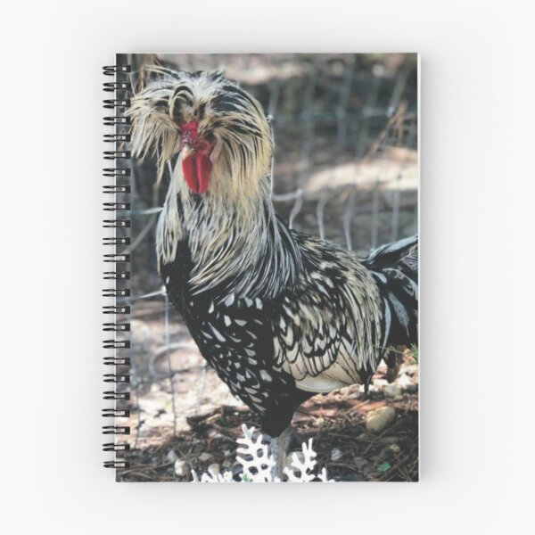 Item preview, Silver laced, Polish rooster, photography, April 2018, crested rooster, fancy rooster, Dusty Miller, Rosemary designed and sold by Whateverboss.